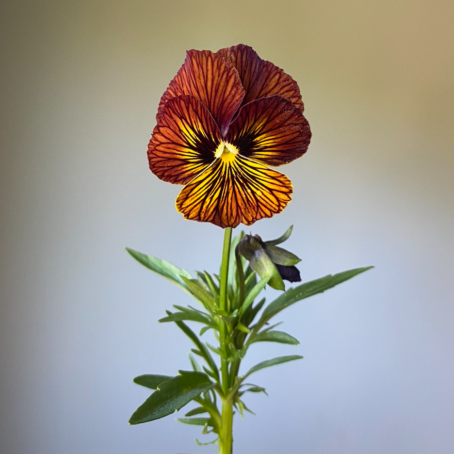 Viola 'Tiger Eye Mixed' (Viola cornuta)