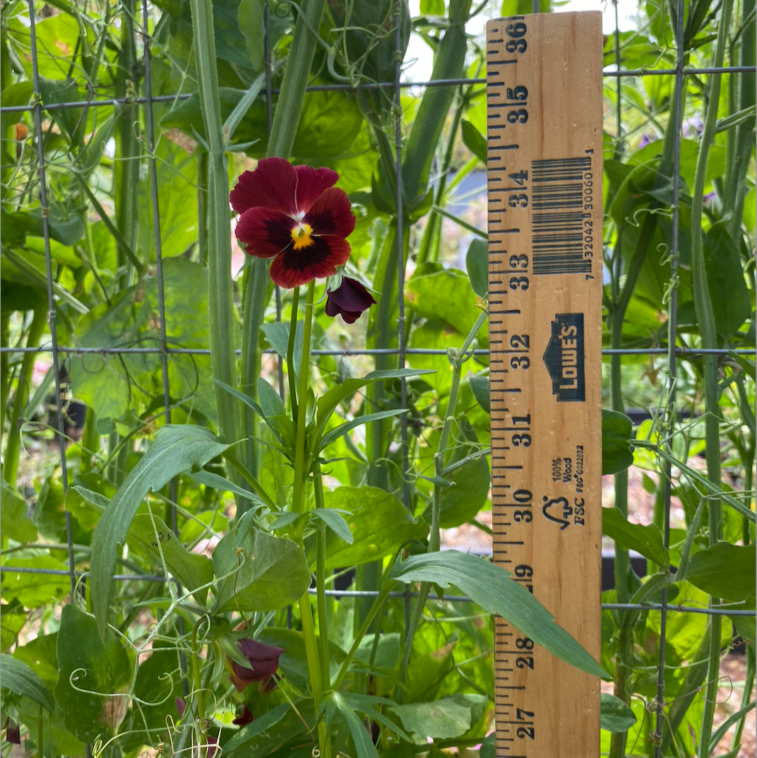 Viola 'Arkwright Ruby' (Viola Cornuta)