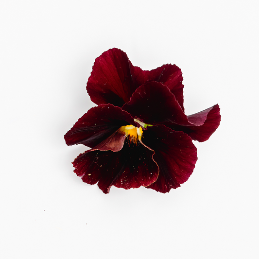 Viola 'Arkwright Ruby' (Viola Cornuta)