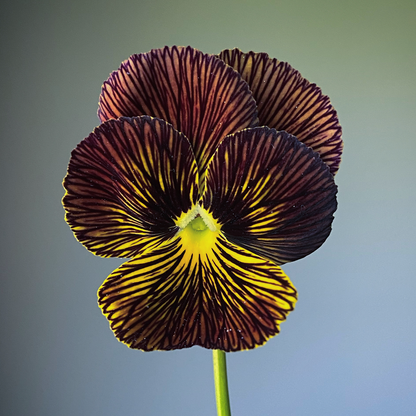 Viola 'Tiger Eye Mixed' (Viola cornuta)
