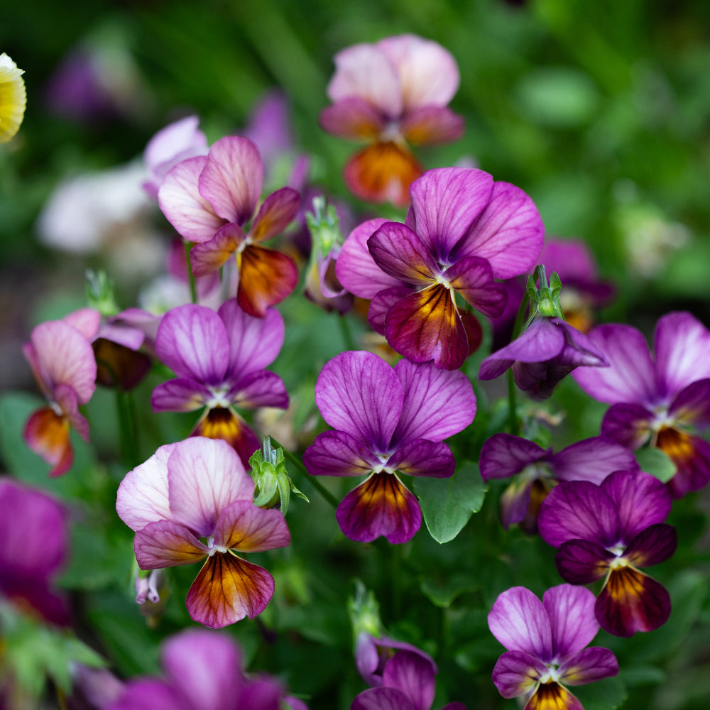 Viola 'Last of the Gems' (Viola hybrida)
