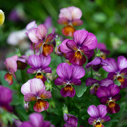 Viola 'Last of the Gems' (Viola hybrida)