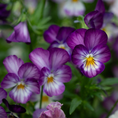 Viola 'Last of the Gems' (Viola hybrida)