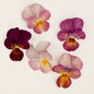 Viola 'Last of the Gems' (Viola hybrida)