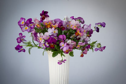 Viola 'Last of the Gems' (Viola hybrida)