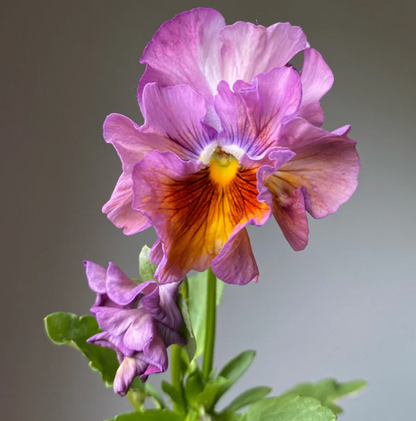 Pansy 'Moulin Rouge Mixed' (Viola x wittrockiana)