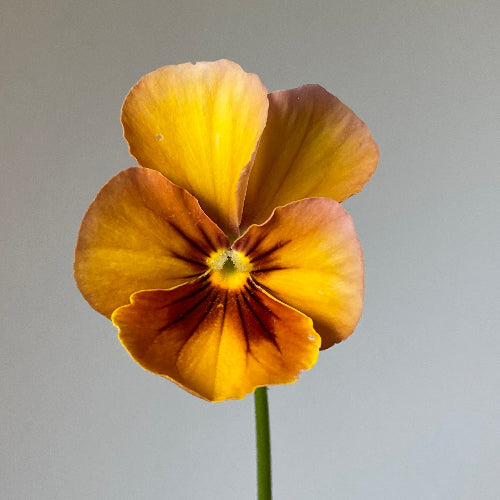 Pansy 'Nature Antique Shades' (Viola x wittrockiana) – Three