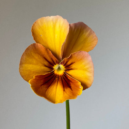 Pansy 'Nature Antique Shades' (Viola x wittrockiana)