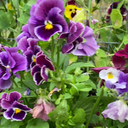 Pansy 'Moulin Rouge Mixed' (Viola x wittrockiana)