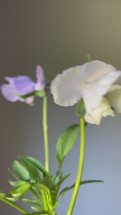 Pansy 'Sweet Pea Mixed' (Viola x wittrockiana)